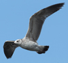 Larus armenicus